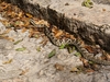 Un serpent à sonnettes sur un site archéologique